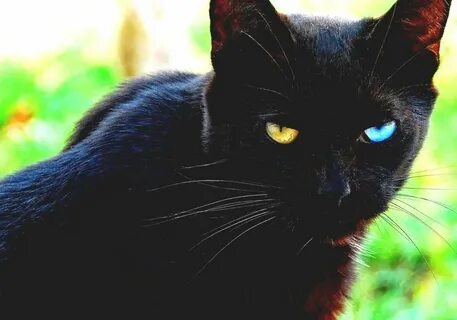 Best 50+ Images Of Black Cats With Blue Eyes - wallpaper quo
