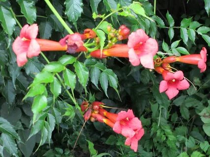 Images Of Vine Red Trumpet Shaped Flowers