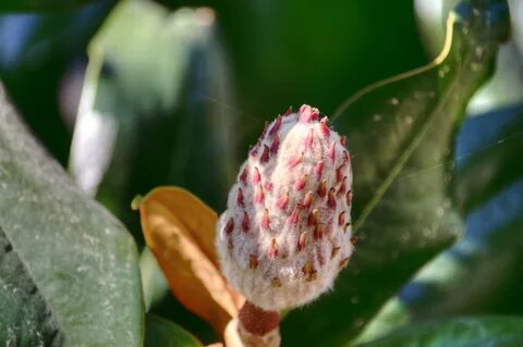 Download free photo of Tree,trees,pod,magnolia,seed - from n