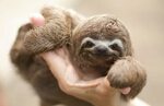 Baby Sloth - 71 photo
