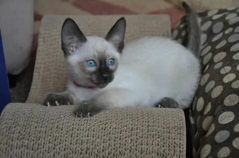 Seal Point Siamese Kittens For Sale Siamese kittens, Pretty 