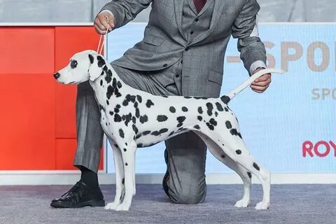 Sale long coat dalmatian for sale in stock