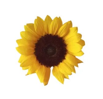 Sunflower PNG Image - PurePNG Free transparent CC0 PNG Image
