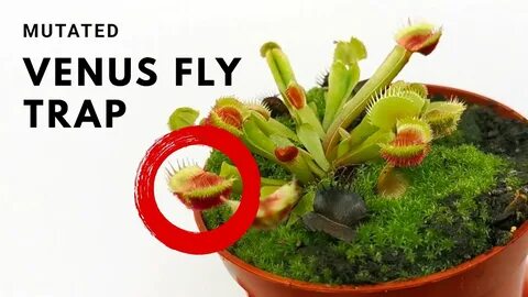 Crazy Venus Fly Trap Mutation Carnivorous plant mutant - You