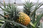 Grow Your Own Pineapples In the Keys