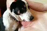 Dog Blowjob Porn Sex Pictures Pass