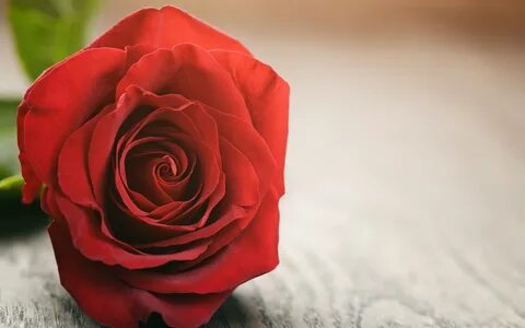 Скачать обои red, rose, wood, romantic, красные розы, раздел