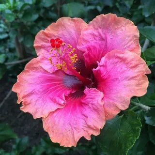 Erin Rachel Hibiscus