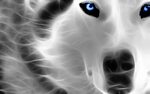 Wolf Animal 3D Wallpaper HD Widescreen For Your PC Desktop W