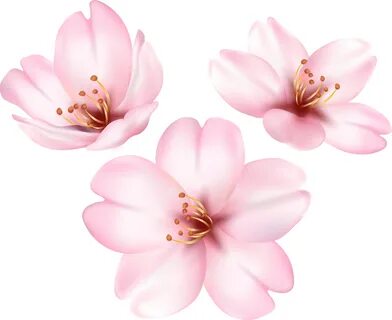 Spring Blooming Tree Flower Png Clip Art Image Transparent P