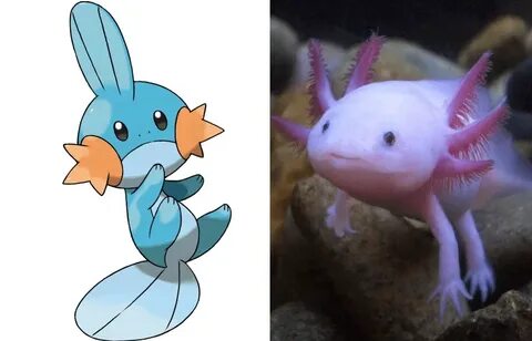 What Animal Is Mudkip Based On