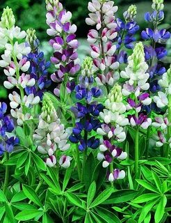 Lupin Pixie Delight Mix Seeds - GreenMyLife