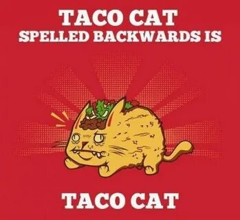 Taco cat Taco cat, Funny pictures, Funny