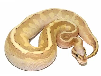 Lemonback Lesser Vanilla - Morph List - World of Ball Python