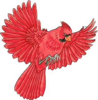 Cardinal clipart flying, Cardinal flying Transparent FREE fo