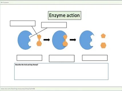 Enzyme worksheet Teaching Resources