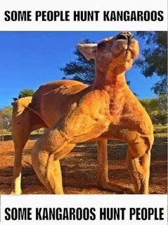 Pin by Aaron Schimmel on Kangaroos! Kangaroo, Animals, Cute 
