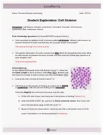 Cell Division Gizmo Answer Key Quizlet - GIZMO DIFFUSION ANS