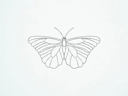 How to Draw a Butterfly (with Pictures) - wikiHow