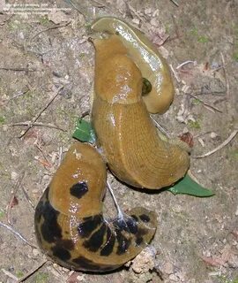 Bug Pictures: Banana Slug (Ariolimax columbianus) by GardenG