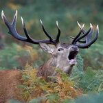 Locking antlers: red deer stags during the annual autumn rut
