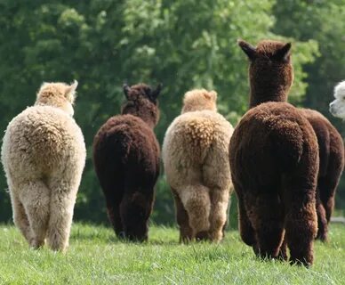 PATOU ALPACAS BLOG - Ramblings from an Alpaca Farm in south 