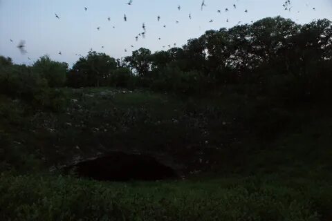 File:Bracken Cave Bats dark.jpg - Wikimedia Commons