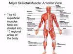 Anatomy And Physiology Honors - Anatomy Drawing Diagram