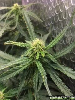 AK-49 Auto Vision Seeds - Brief Bio and some questions/feedb