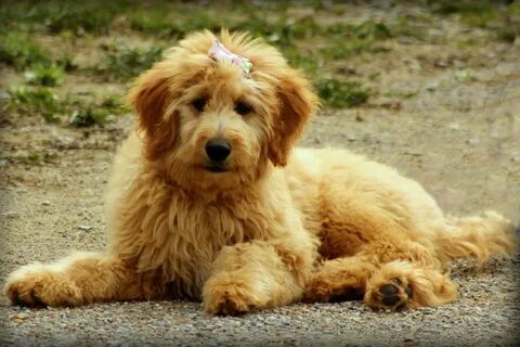 Pin on Goldendoodles