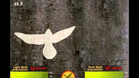 Natural Selection - Peppered Moth - YouTube