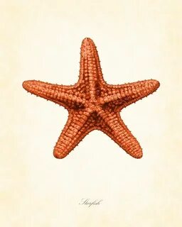 Unavailable Listing on Etsy Starfish tattoo, Starfish drawin