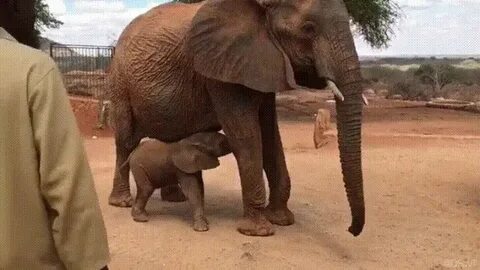 Baby elephant meets the keeper that helped take care of his 