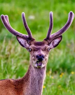 Deer (singular and plural) are the hoofed ruminant mammals f