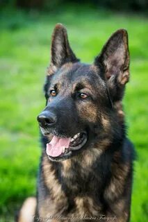 Gorgeous Dark Sable German Shepherd - Tap the pin for the mo