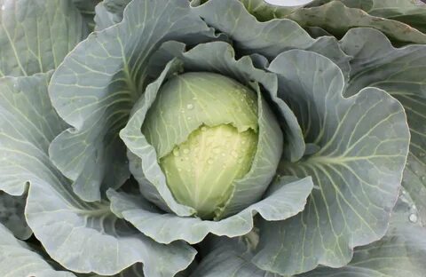 Expat Cabbage (Treated Seed) Seedway