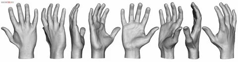 Hand Anatomy - Looking for tips & crits - polycount