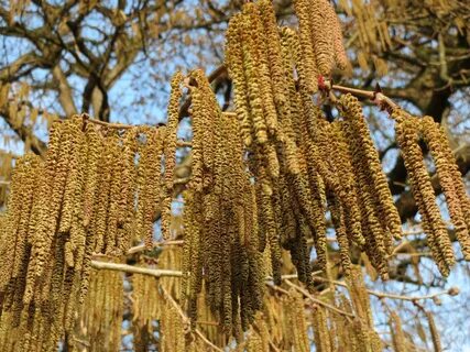 Turkish hazel corylus colurna free image download