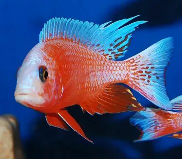 CICHLID-FULJER Aulonocara fire fish "Ice Blue" Malawi Cichli