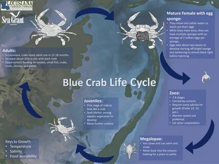 Gallery of bluecrab crab grades - md crab size chart red cra