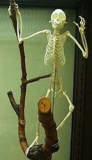 Spider Monkey Skeleton