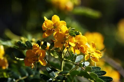 File:Butterscotch Flowers (3384869353).jpg - Wikimedia Commo