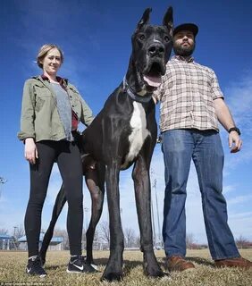 7ft 6in Great Dane in UK declared world's largest dog - Jamm