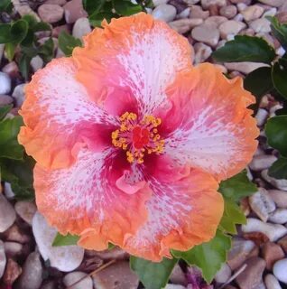 Erin Rachel hibiscus Unusual c... photo by floreseta on Gard