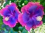 Купить 20 Pink Purple Blue Hibiscus Seeds Flower Flowers на 