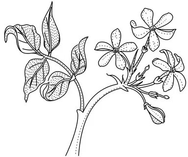 Jasmine Flower Drawing at GetDrawings Free download