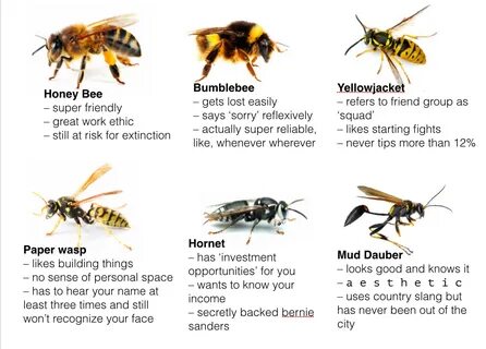 What bee are you? Bees Bee, Types of bees, Bee meme