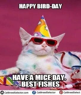 101 Funny Cat Birthday Memes - "Happy Bird-day. Have a mice 