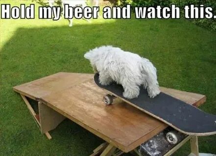 Hold my beer 8 Funny cats and dogs, Funny pictures, Funny an