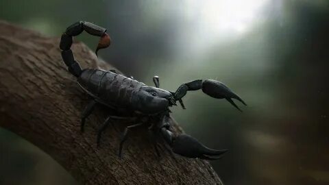 Black Scorpion/ Wallpaper. - Wallpaper Cave